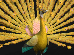 PeacockA2 3D Model
