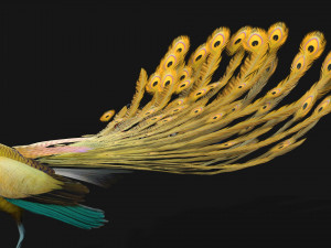 PeacockA2 3D Model