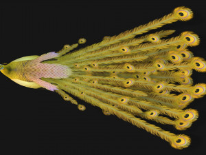 PeacockA2 3D Model