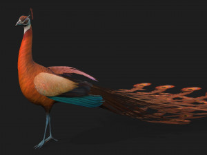 PeacockA4 Model 3D