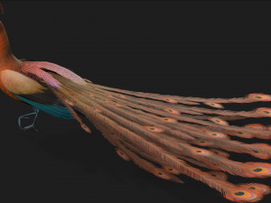 PeacockA4 Model 3D