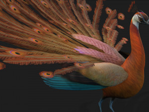 PeacockA4 Model 3D