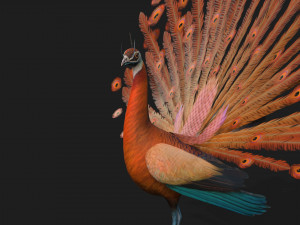 PeacockA4 Model 3D