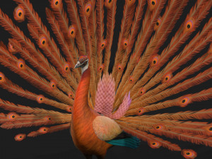 PeacockA4 Model 3D