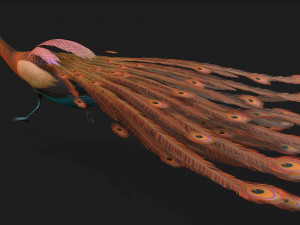 PeacockA4 Model 3D
