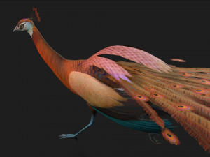 PeacockA4 Model 3D