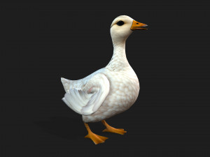 DuckA1 Modello 3D