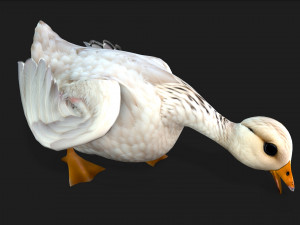 DuckA1 Modello 3D