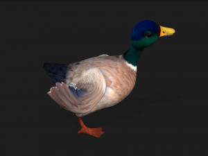 DuckA2 Modelo 3D