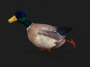 DuckA2 Modelo 3D