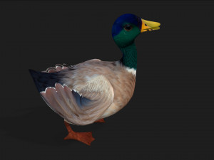 DuckA2 Modelo 3D