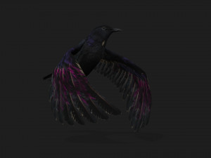 RavenA3 3D Model
