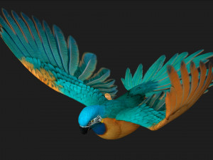 ParrotA1 3D 模型