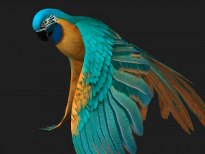 ParrotA1 3D 模型