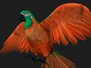 ParrotA2 Modelo 3D