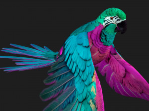 ParrotA3 3Dモデル