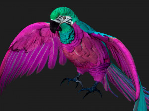 ParrotA3 3Dモデル