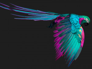 ParrotA3 3Dモデル