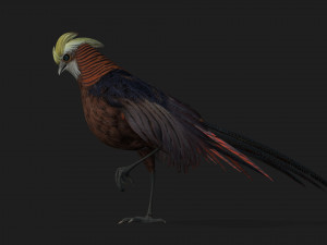 PheasantA1 Modello 3D