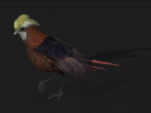 PheasantA1 Modello 3D