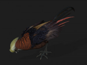 PheasantA1 Modello 3D