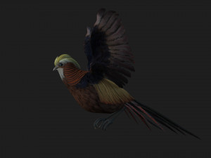 PheasantA1 Modello 3D