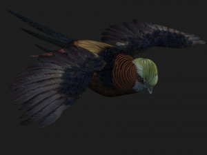 PheasantA1 Modello 3D