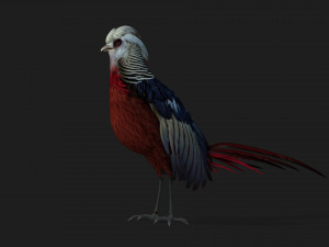 PheasantA2 Modello 3D