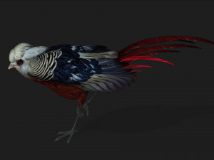PheasantA2 Modello 3D