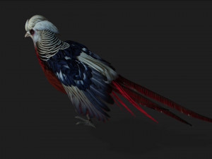 PheasantA2 Modello 3D