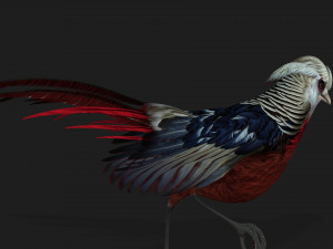 PheasantA2 Modello 3D
