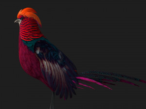 PheasantA3 3Dモデル