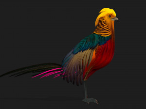 PheasantA4 3Dモデル