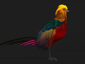 PheasantA4 3D Model