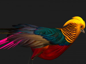 PheasantA4 3Dモデル