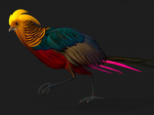 PheasantA4 3Dモデル