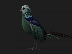 PheasantA5 3D-Modell