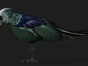 PheasantA5 3D-Modell