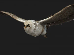 GufoUccelloA1 Modello 3D