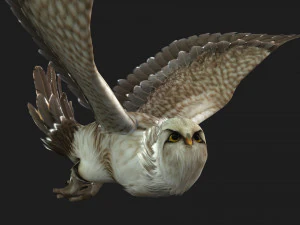 GufoUccelloA1 Modello 3D