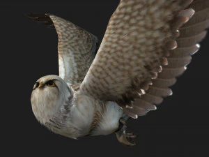 GufoUccelloA1 Modello 3D