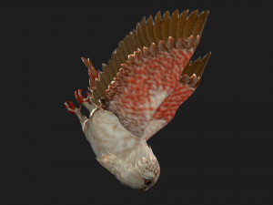OwlBirdA2 Modello 3D