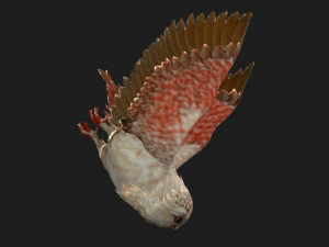 CorujaP&aacute;ssaroA2 Modelo 3D