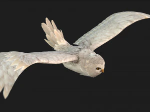 GufoUccelloA3 Modello 3D