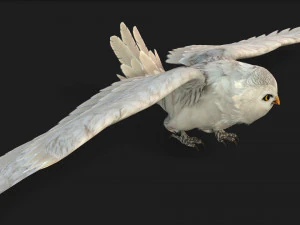 GufoUccelloA3 Modello 3D