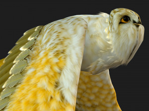 OwlBirdA4 3Dモデル