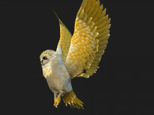 GufoUccelloA4 Modello 3D