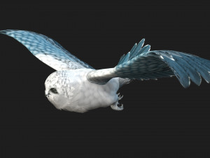 OwlBirdA5 3D Model