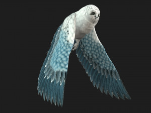 OwlBirdA5 3D Model