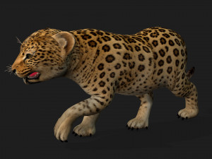 LeopardBabyA1 Modello 3D